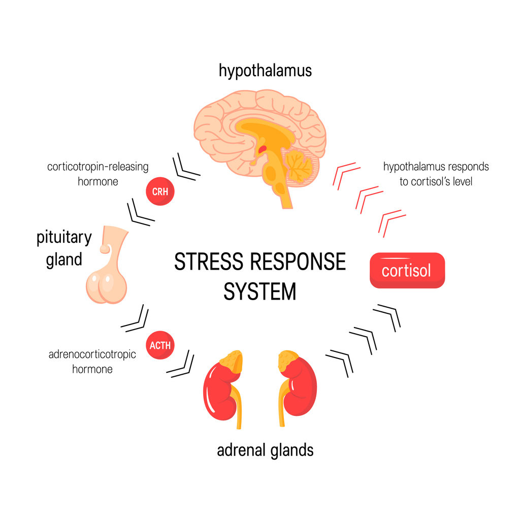 Stress response system