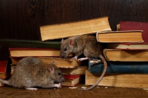 Comment vaincre sa peur des rats et des souris ?