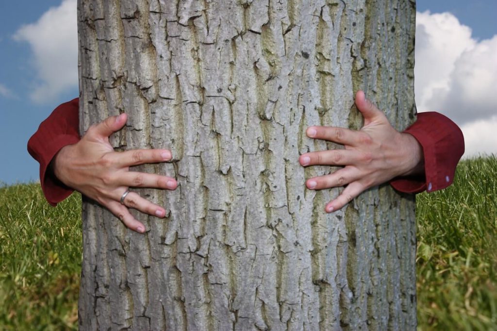 Sylvothérapie: thérapie par les arbres guérisseurs?