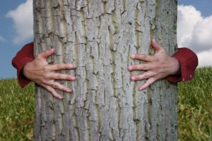 Sylvothérapie: thérapie par les arbres guérisseurs?