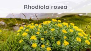 Rhodiola rosea : Reviews on this anti-stress plant